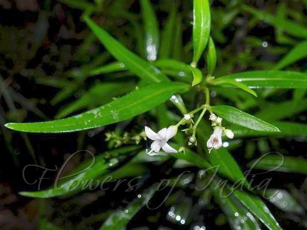 Narrowleaf Starviolet